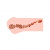 Мастурбатор-вагина Monica без вибрации - KOKOS - в Серпухове купить с доставкой